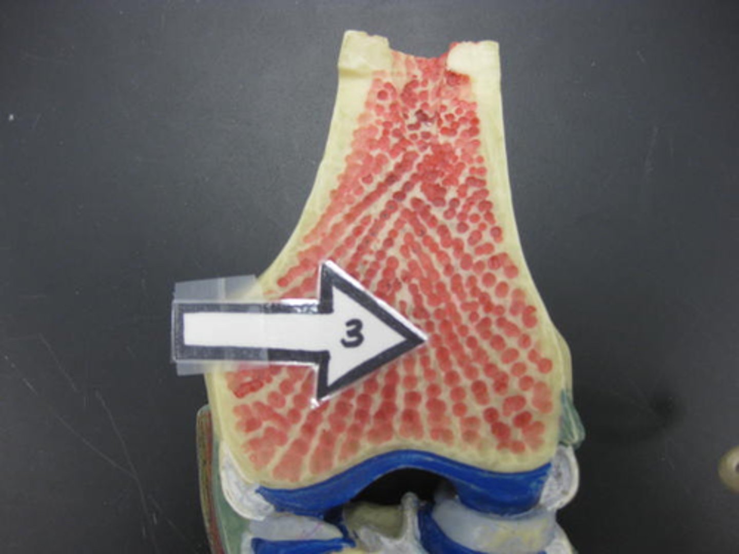 <p>produce red blood cells</p>