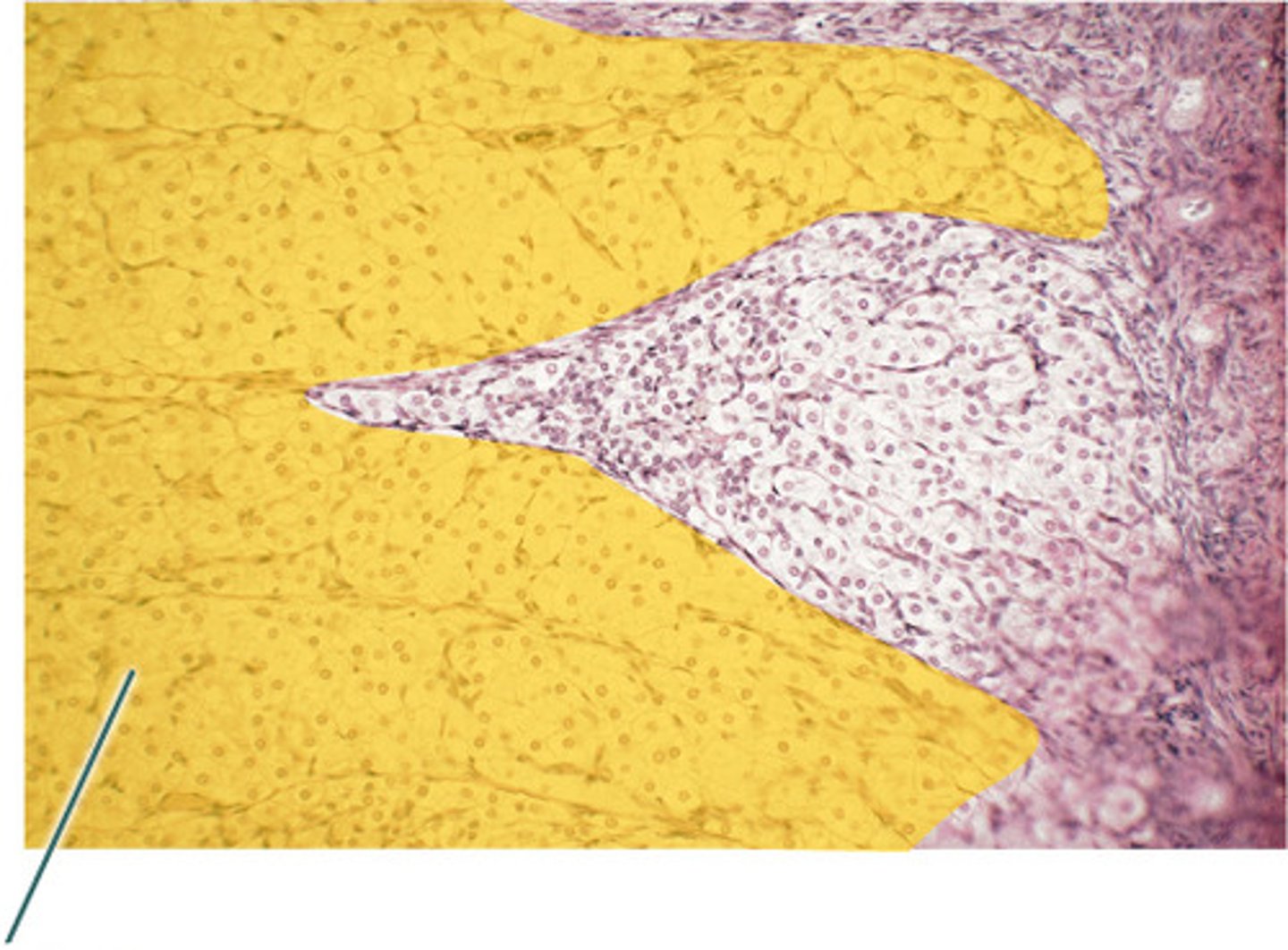 <p>granulosa lutein cells</p>