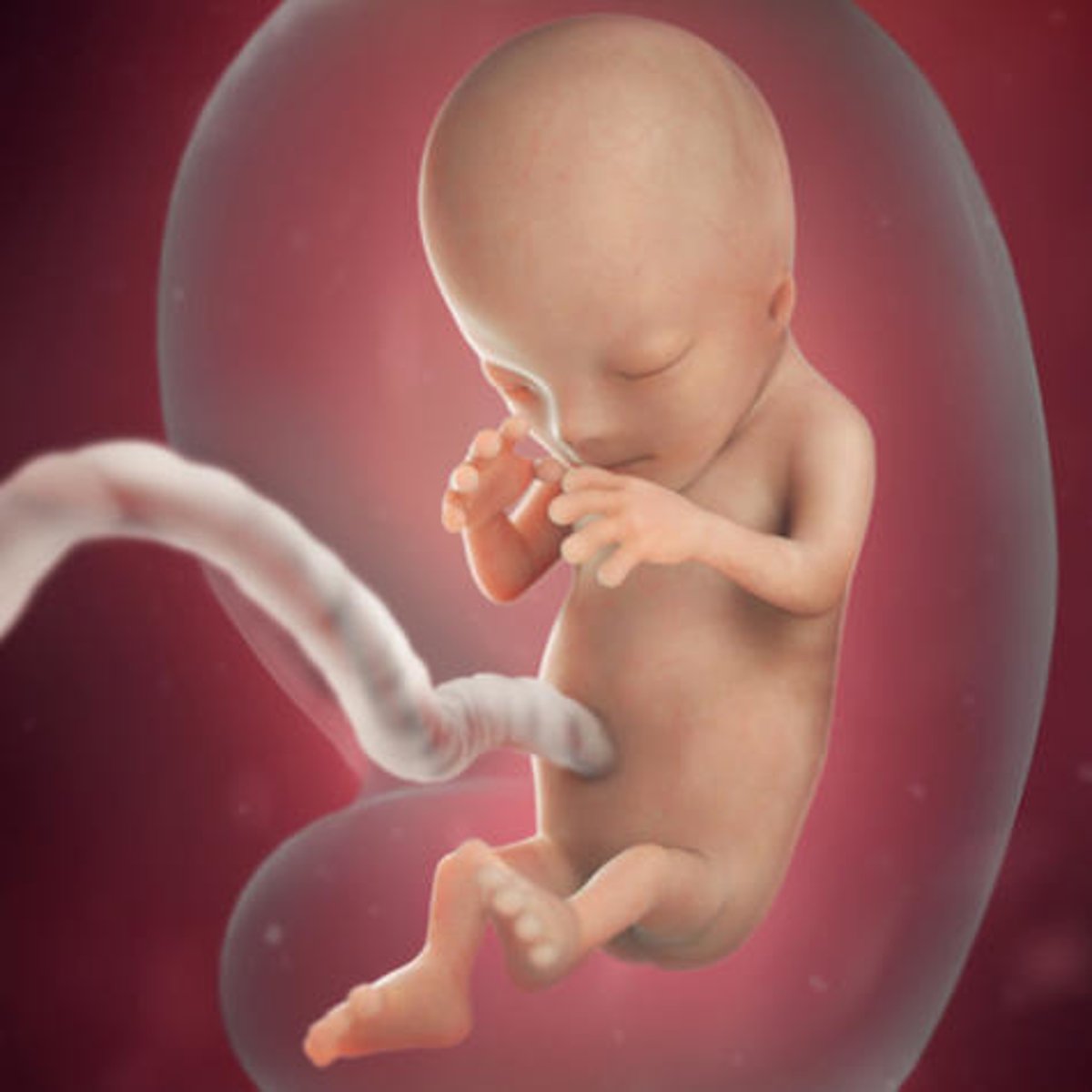 <p>Vocal cords form and the fetus's large head begins to grow proportionate to its body.</p>