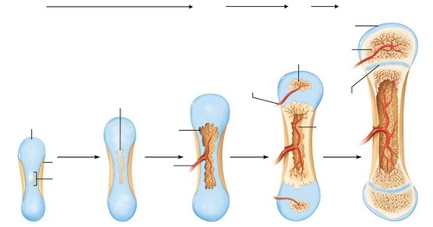 <p>The process where cartilage is replaced by bone in the development of long bones.</p>