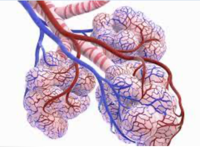 <p>Tissues:</p><ul><li><p>Connective and epidermal</p></li></ul><p>Function:</p><ul><li><p>Allows intake of oxygen and removal of carbon dioxide.</p></li><li><p>When we inhale, air passes into our lungs and eventually reaches the <strong>alveoli</strong>. Tiny thin-walled</p><p>blood vessels called <strong>capillaries </strong>surround the alveoli and allow for gas exchange through</p><p>diffusion. Air then leaves our lungs when we exhale.</p></li></ul><p></p>
