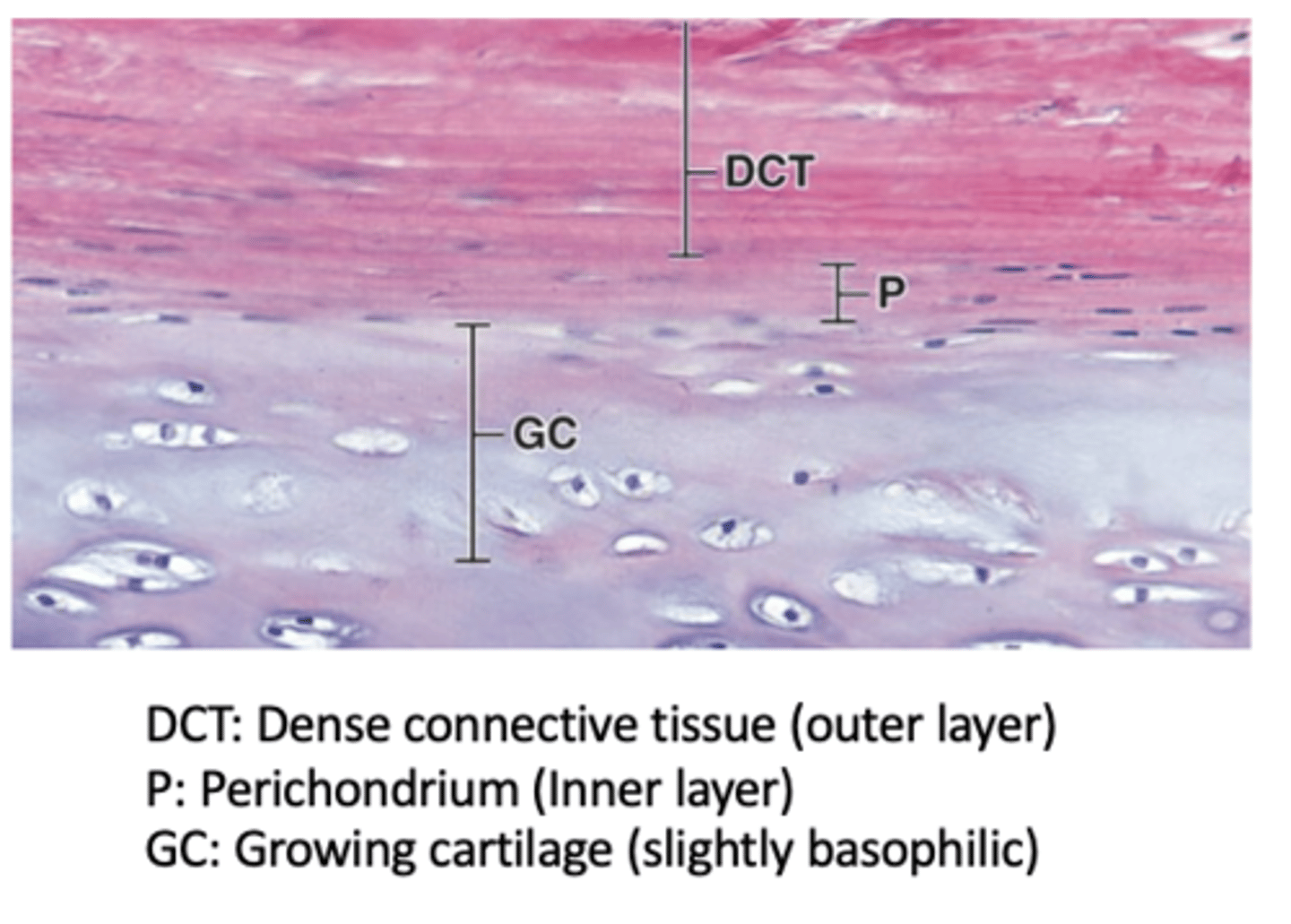 <p>What is the composition of the outer fibrous layer of the perichondrium? (2)</p>