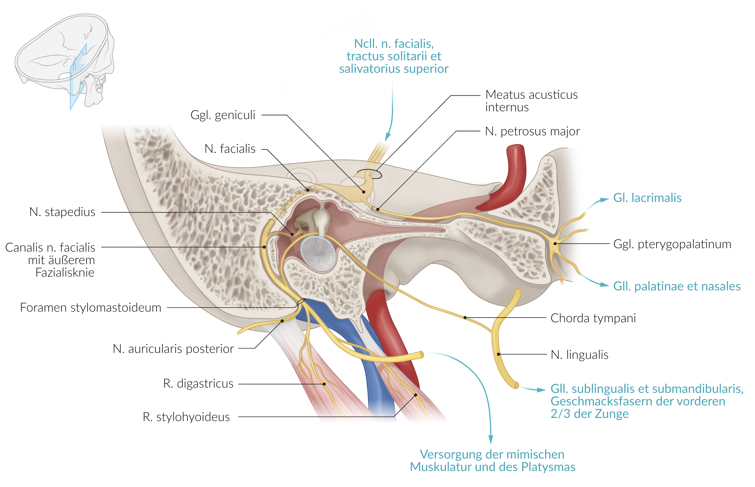 <p>E. Internal acoustic meatus (Meatus acusticus internus)</p>