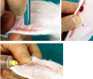 <ul><li><p><span style="background-color: transparent;"><strong><mark data-color="yellow" style="background-color: yellow; color: inherit;">Ear vessels are most commonly used</mark></strong> for blood collection in rabbits</span></p></li><li><p><span style="background-color: transparent;">An <strong>assistant, commercial restraint device or a towel wrap can be used to retrain</strong></span></p></li><li><p><span style="background-color: transparent;"><strong><mark data-color="yellow" style="background-color: yellow; color: inherit;">Small blood samples can be collected from the lateral ear vein</mark></strong>, shave or pluck the site and <strong>cut the vein longitudinally for about 1mm using a blood lancet or a small scalpel blade</strong></span></p></li><li><p><span style="background-color: transparent;">A <strong>drop of blood can be collected with a capillary tube sufficient for microscopic smears or a micro sample</strong></span></p></li><li><p><span style="background-color: transparent;"><strong><mark data-color="yellow" style="background-color: yellow; color: inherit;">Small volumes can be collected with a needle and syringe</mark></strong></span></p></li></ul><ul><li><p><span style="background-color: transparent;"><strong><mark data-color="yellow" style="background-color: yellow; color: inherit;">Samples larger than 5 ml may be collected by the use of a vacutainer in the central artery</mark></strong></span></p></li><li><p><span style="background-color: transparent;"><strong>Insert the needle with the <mark data-color="yellow" style="background-color: yellow; color: inherit;">bevel to the side, this prevents the arterial wall from occluding the opening to the needle</mark></strong></span></p></li></ul><p></p>