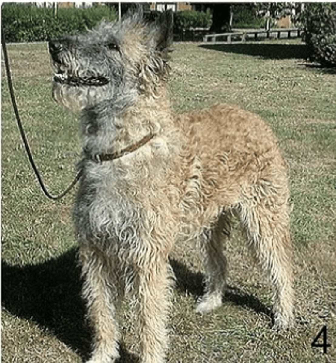 <p>FCI 1 - rough hair</p>