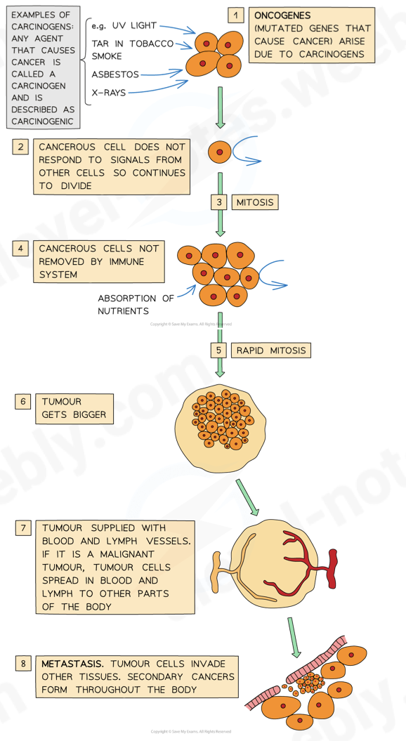 <ol><li><p><span>mutation occurs in gene responsible for cell division leading to formation of an oncogene from a proto-oncogene</span></p></li><li><p><span>this causes uncontrolled cell division</span></p></li><li><p><span>coordination of cell cycle is lost (cell does not receive/respond to signals that tell it to stop dividing)</span></p></li><li><p><span>loss of function and lack of specialisation occurs</span></p></li><li><p><span>a tumour is formed, an irregular mass of cells showing an abnormal change in shape</span></p></li></ol>