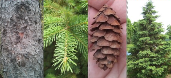 <p><em>Picea glauca</em></p>