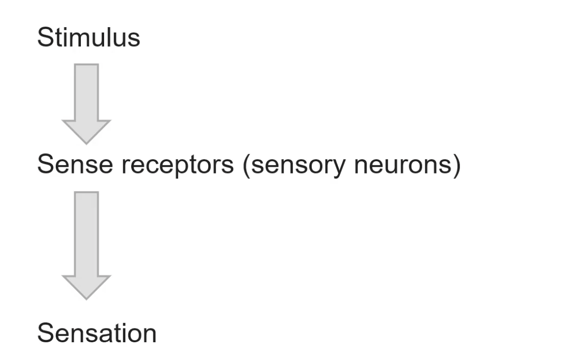 <p>taking something physical and turning it sensory</p>