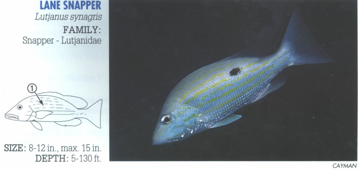 <p><span>1. Several faint yellow to pink body stripes.</span></p>