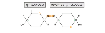 <p>Cellulose is a polysaccharide composed of long chains of β-glucose monomers joined by 1,4 glycosidic bonds. To form these bonds, adjacent β-glucose molecules must rotate 180° relative to one another. This unique arrangement enables the parallel alignment of chains and facilitates the formation of many hydrogen bonds between chains. These hydrogen bonds give cellulose its exceptional strength and stability, making it ideal for structural roles.</p>