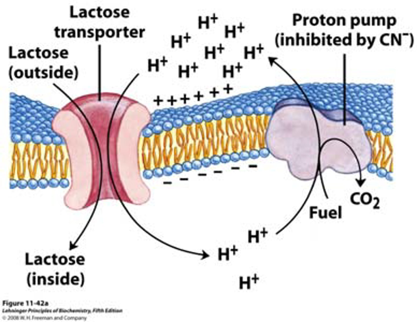 <p>(C) Lactose permease</p><p>The lac Y gene codes for the enzyme lactose permease. Lactose permease is a cytoplasmic membrane protein that transports lactose into the cell.</p>