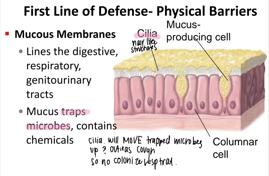 <p>skin + mucous membranes </p>