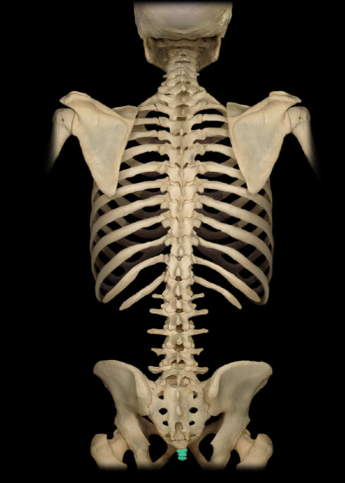 <ul><li><p>Location: Posterior pelvic wall, Lower back, inferior to S5 vertebra</p></li><li><p>Description: Small, triangular bone, Consists of three to five, variably fused, poorly developed vertebrae</p></li><li><p>Also known as: "Tailbone"</p></li></ul><p></p>