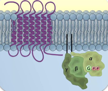<p>Formation of GPCR when inactive</p>