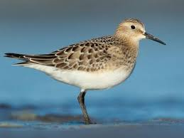 <p>dry grassy areas, migrate, walk quickly and pick up food</p>