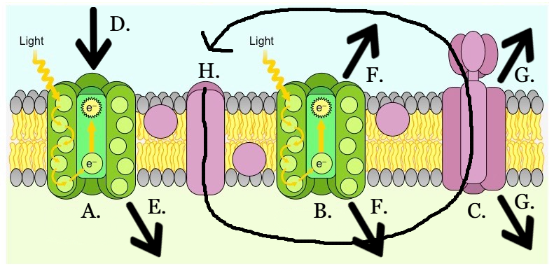 <p>B</p>