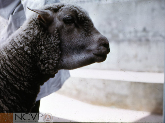 <p>Infection with Haemonchus may overwhelm a host's ability to replace proteins and blood lost. This results in decreased intravascular oncotic pressure resulting in edema. The gathering of edema in the submandibular area is termed 'bottle jaw'.</p>