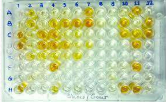 <p>Identify this serological test that used to detect an unkown <strong>Antibodies</strong> </p>