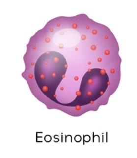 <p>granulocyte: desc eosinophils and their fxn</p>
