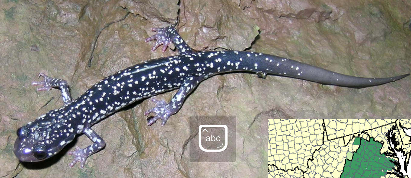 <p>plethodon cyclindraceus </p>