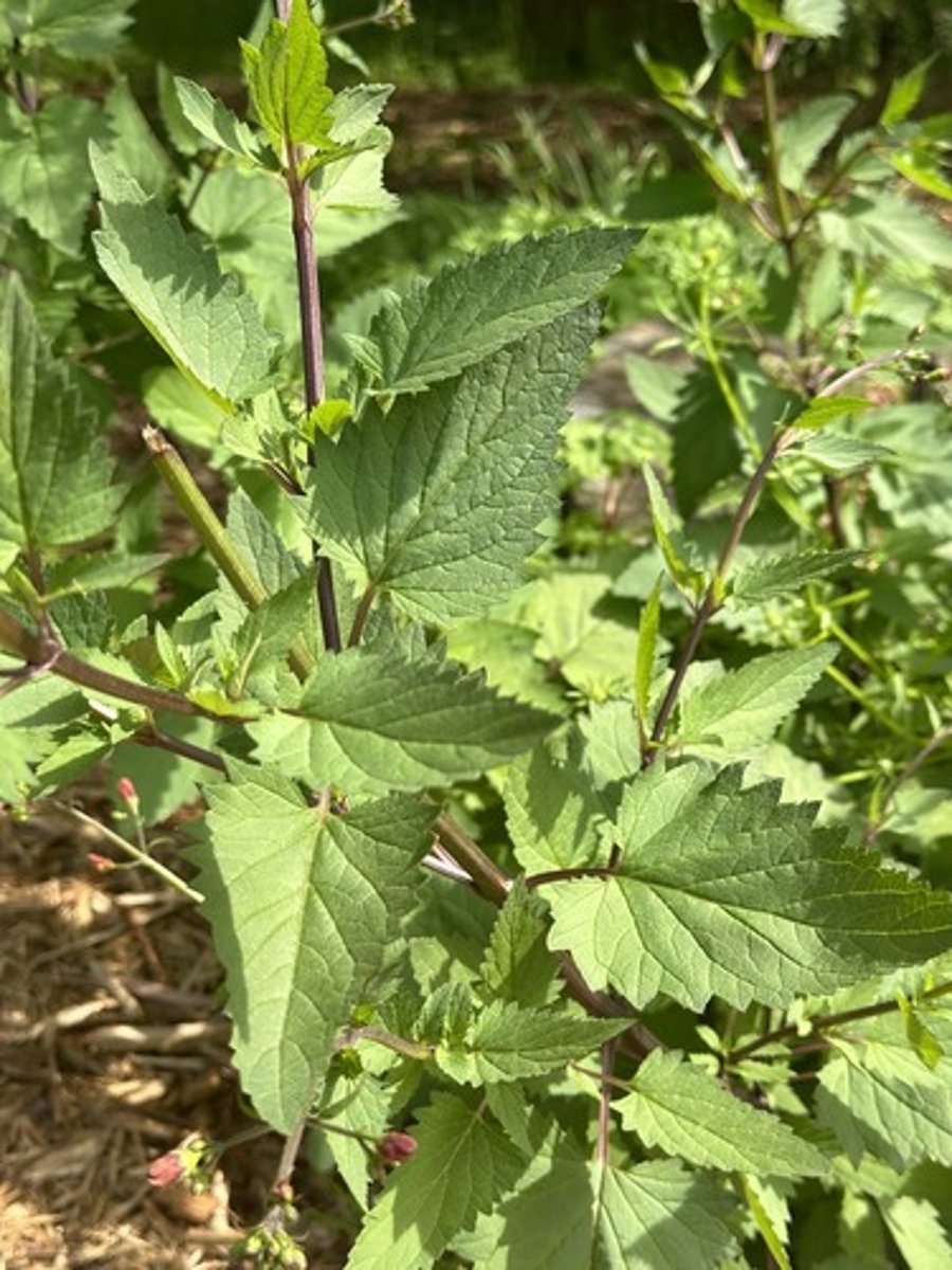 <p>California bee plant</p>