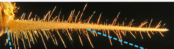 <p>why are the trichoid sensilla on the cersi of this cricket different lengths?</p>