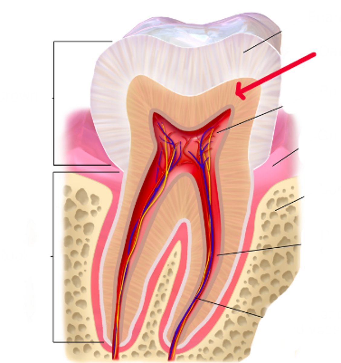 <p>Identify this structure.</p>