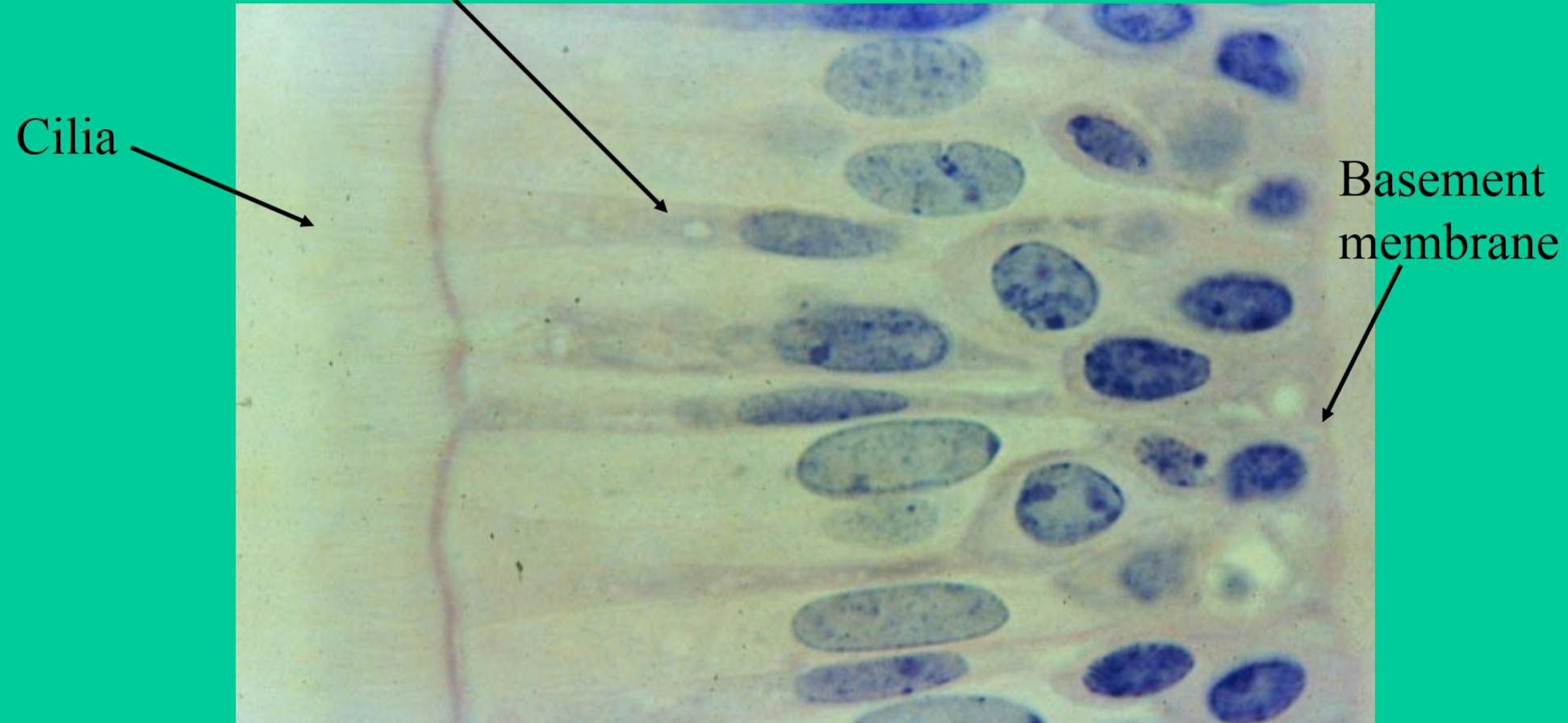 <p>Where are pseudostratified ciliated columnar epithelium tissues found?</p>