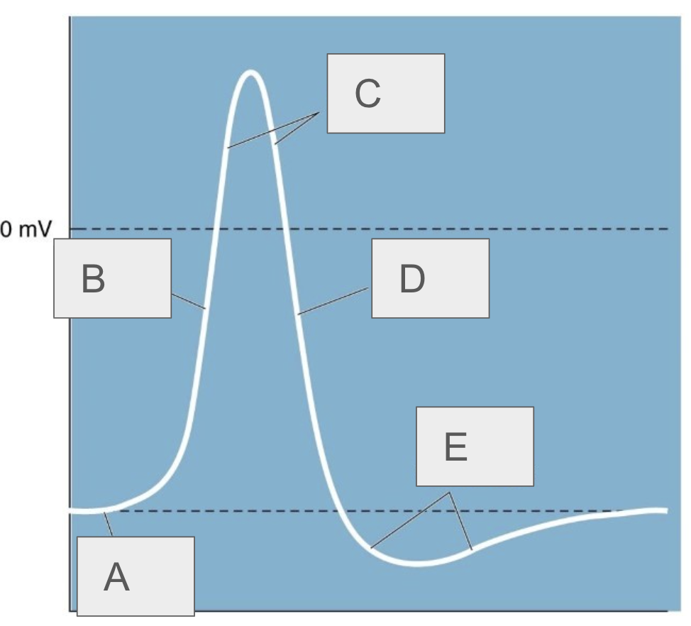 <p>A</p>