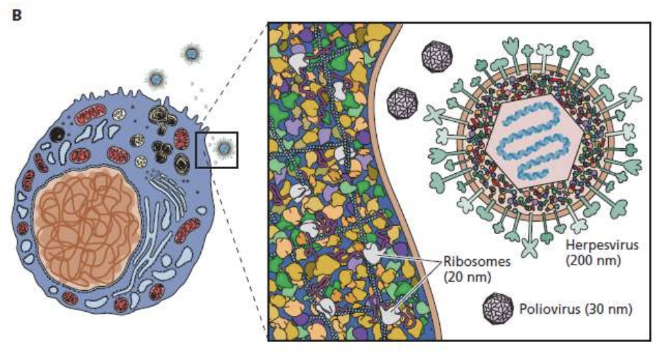 <p><strong>FALSE</strong></p><p>Herpesviruses are <u>larger (200 nm)</u> than Polioviruses (30 nm)</p>