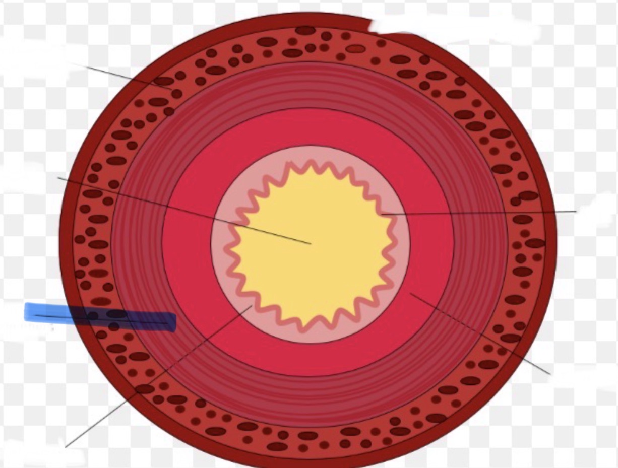 <p>Welk deel van de doorsneden vd dunne darm is hier aangeduid</p>