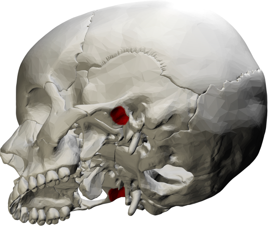 <p>temporal; located on the inferior surface of the zygomatic process; receives the condylar process from of the mandible to form the temporomandibular joint</p>