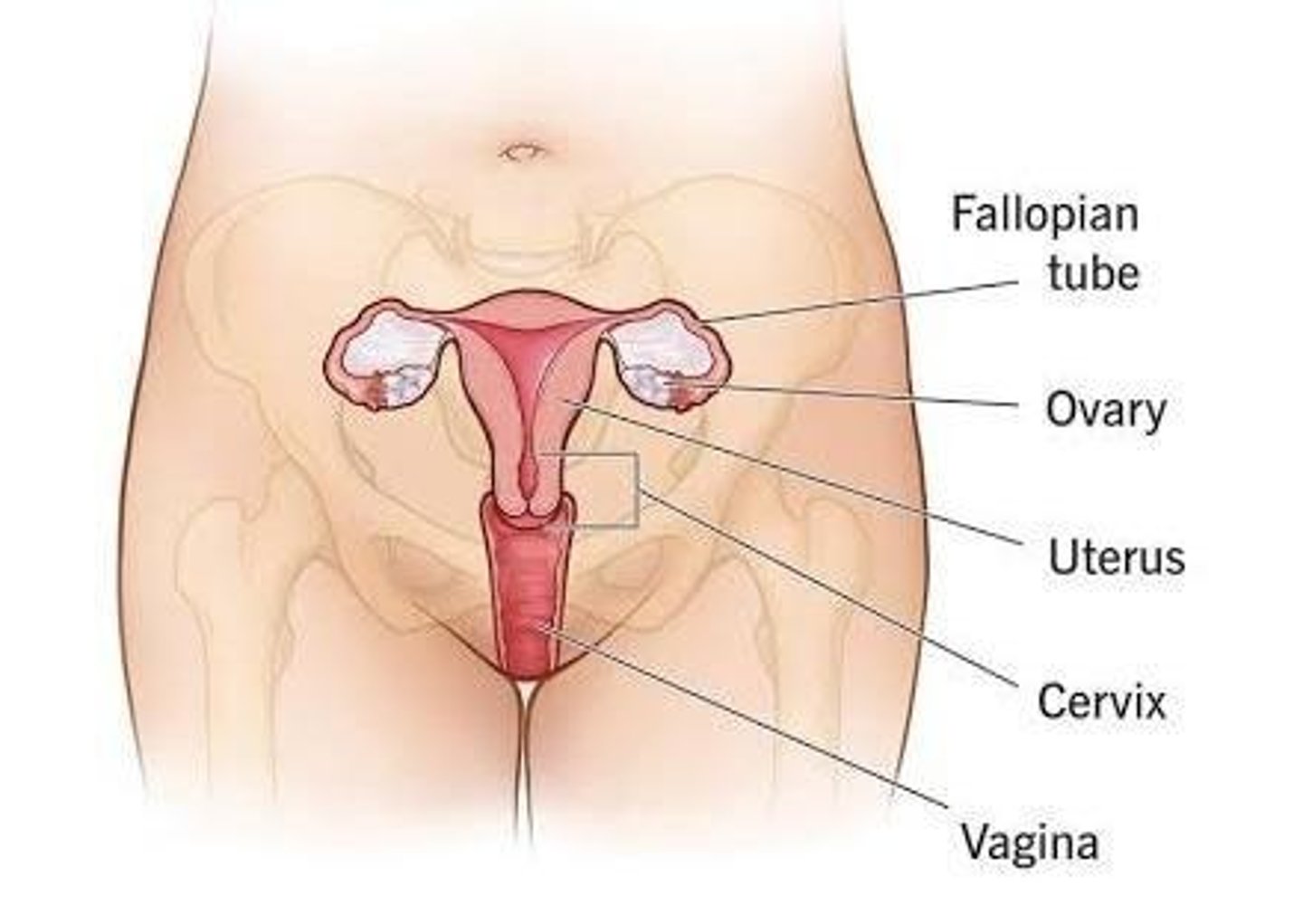 <p>They are open at their distal ends to allow conception but can lead to peritoneal infection if germs spread from the uterus.</p>