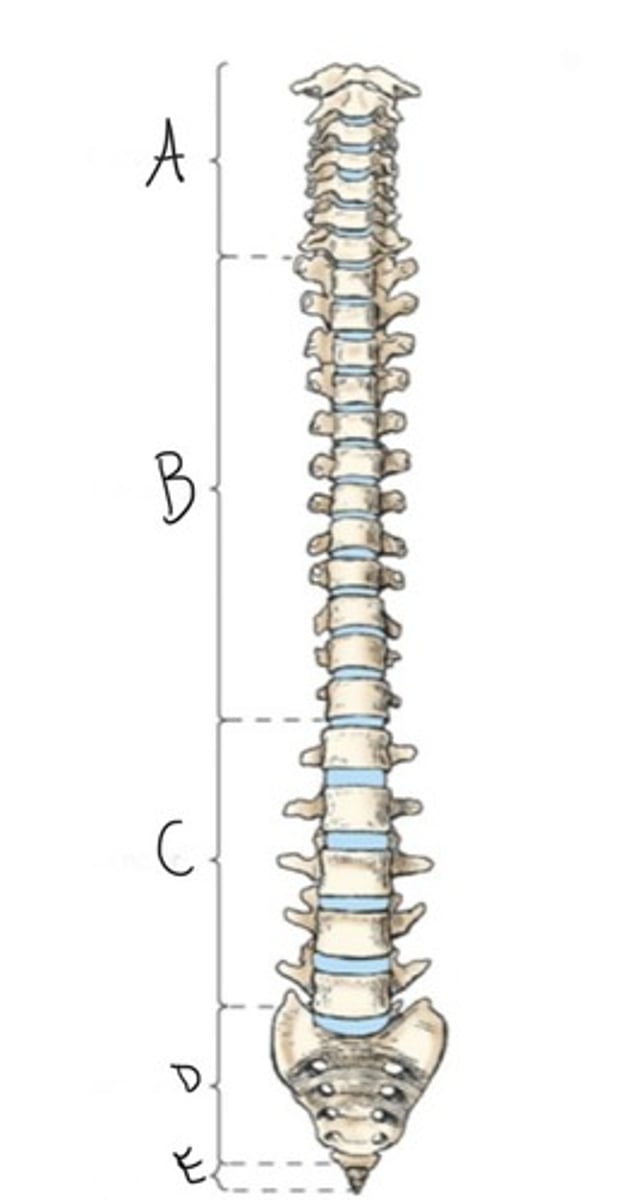 <p>What vertebrae are B?</p>
