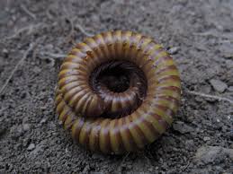 <p>What are the main features of myriapods?</p>