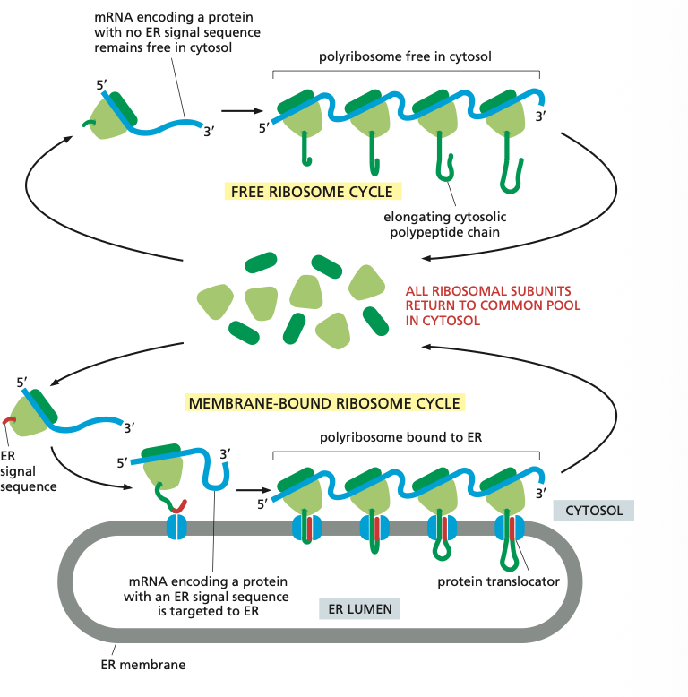 <ul><li><p>There are two kinds of ribosomes: Membrane-bound ribosomes are attached to the cytosolic side of the ER membrane and there are free ribosomes.</p></li><li><p>Think about it if a protein has an ER signal sequence it is made by the membrane bound ribosomes so it can directly be taken up by the ER membrane and extra energy doesn't have to be invested to move it. The elongation of each polypeptide provides the thrust needed to push the growing chain through the ER membrane.</p></li><li><p>The membrane bound ribosomes form a polyribosome which is as mentioned bound to the ER.</p></li></ul><p></p>