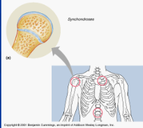 cartiliginous joint: epiphyseal plates, between first rib and sternum; plate of hyaline cartilage between bones (immovable)