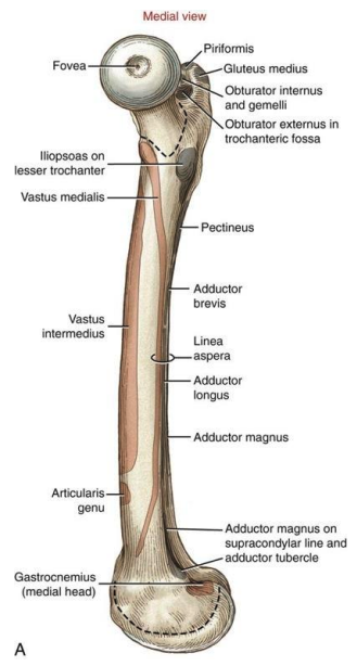 <p>fovea (ligementum teres attachment; not covered in hyaline cartilage) and anterior aspect of head exposed </p>