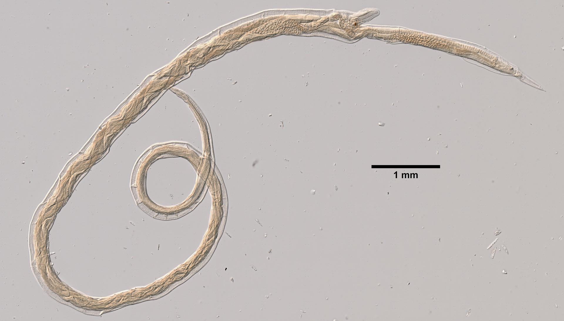 <p>Blood-feeding parasite adult</p><p>Primary hosts are sheep and goats</p>