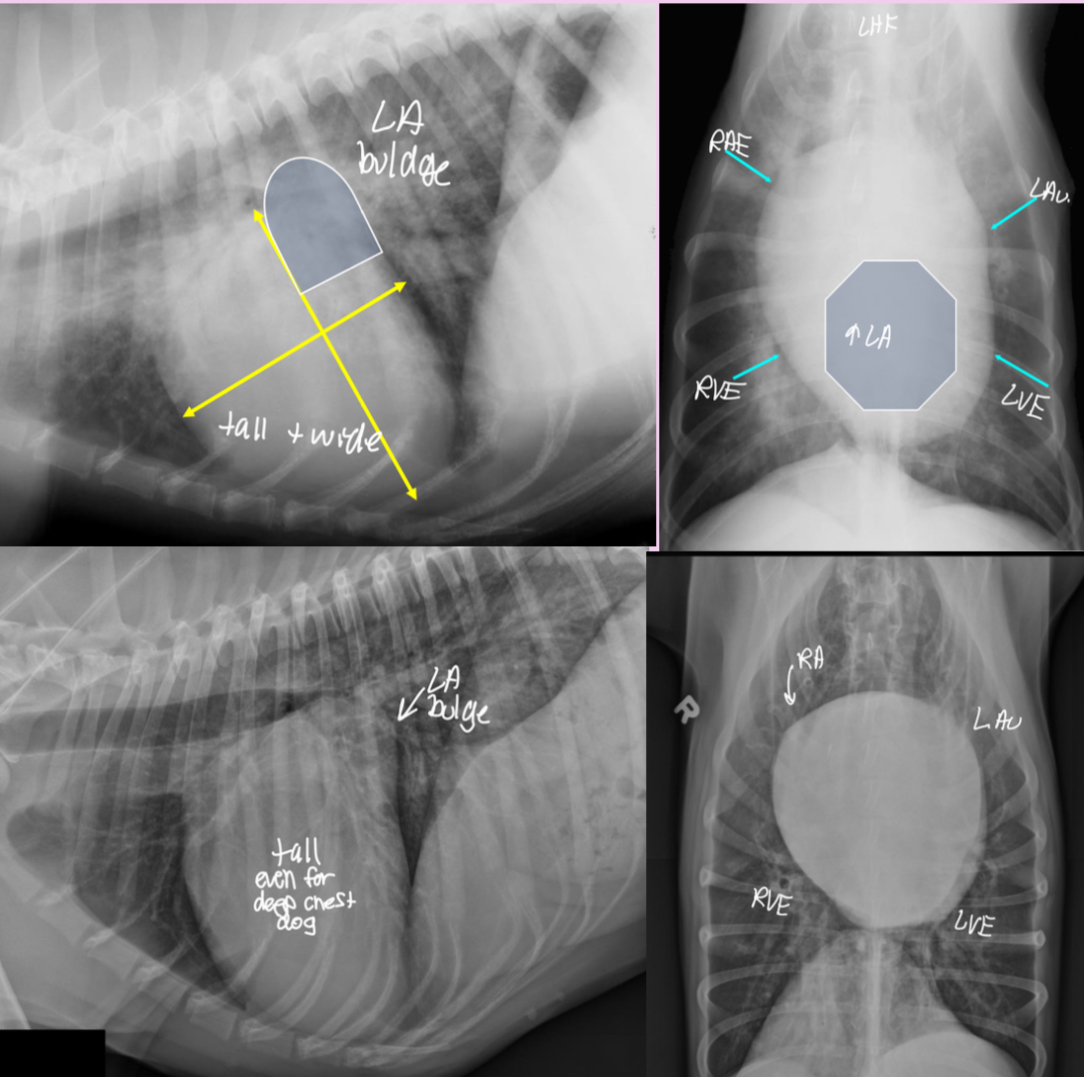 <p>-Generalized cardiomegaly</p><p>± LHF > RHF or biventricular heart failure</p><p>-unstructured interstitial to alveolar in cd.dorsal</p>