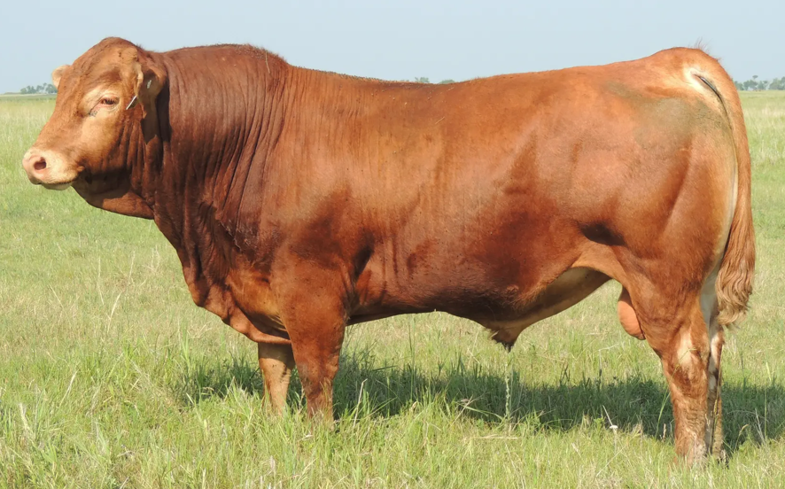 <p>What breed is this?</p><ul><li><p>Continental</p></li><li><p>From France</p></li></ul><p></p>