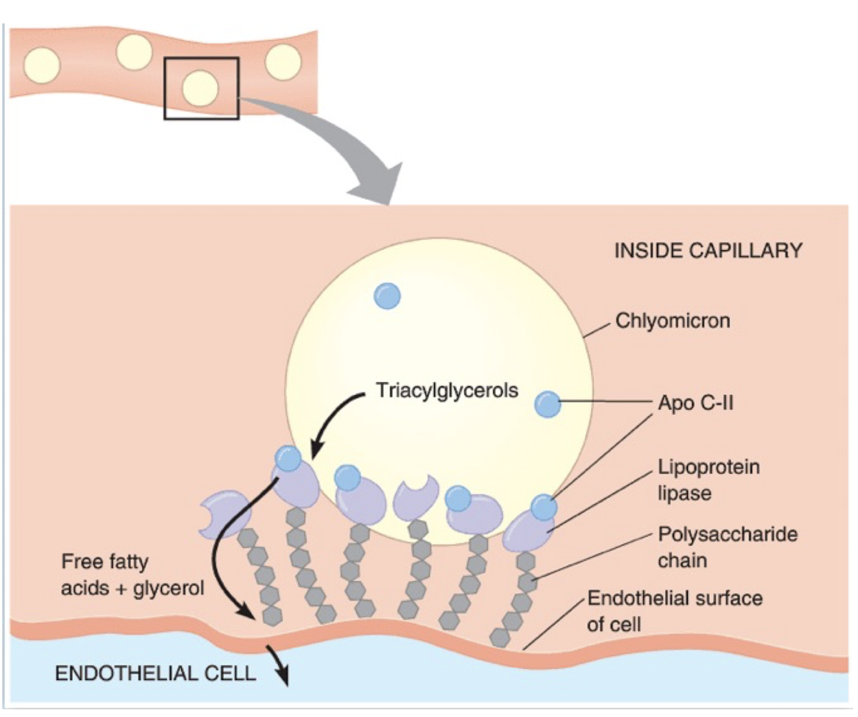 <ul><li><p>Hydrolyse TG into two free fatty acids and one monoacylglycerol</p></li><li><p class="p1">Attached to luminal surface of endothelial cells in capillaries of adipose tissue</p></li><li><p class="p1">Ligand/bridging factor for receptor-mediated lipoprotein uptake</p></li><li><p class="p1">Hydrolyses extracellular triglycerides in lipoprotein complexes</p></li></ul><p class="p1">Insulin activates lipoprotein lipase</p>