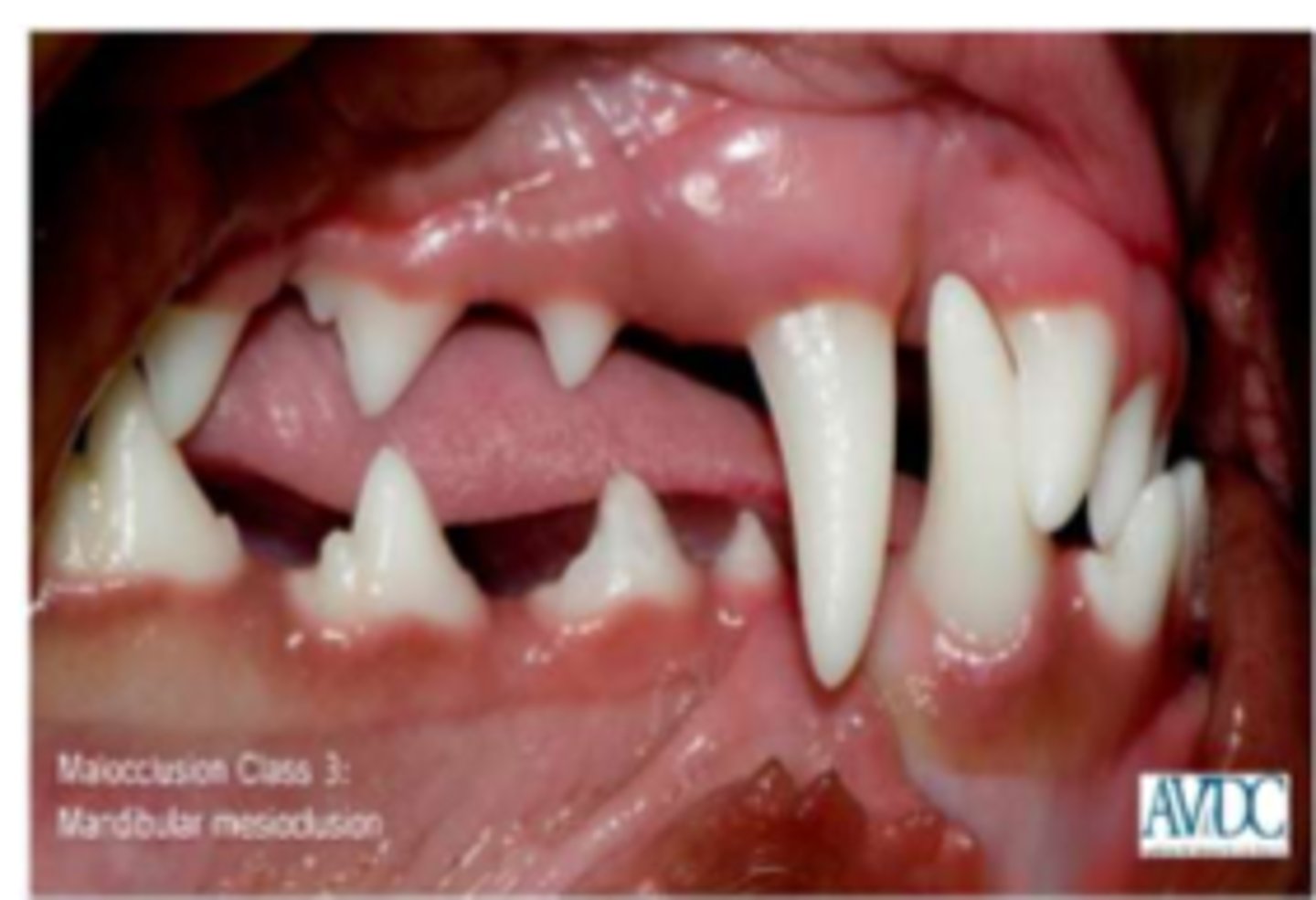 <p>brachycephalic</p>