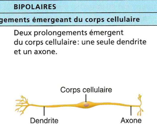 <p>corps cellulaires un axone et un dendrite principale qui se subdivisent au bout. on les appelles les interneurones. font le pont entre 2 neurones</p>