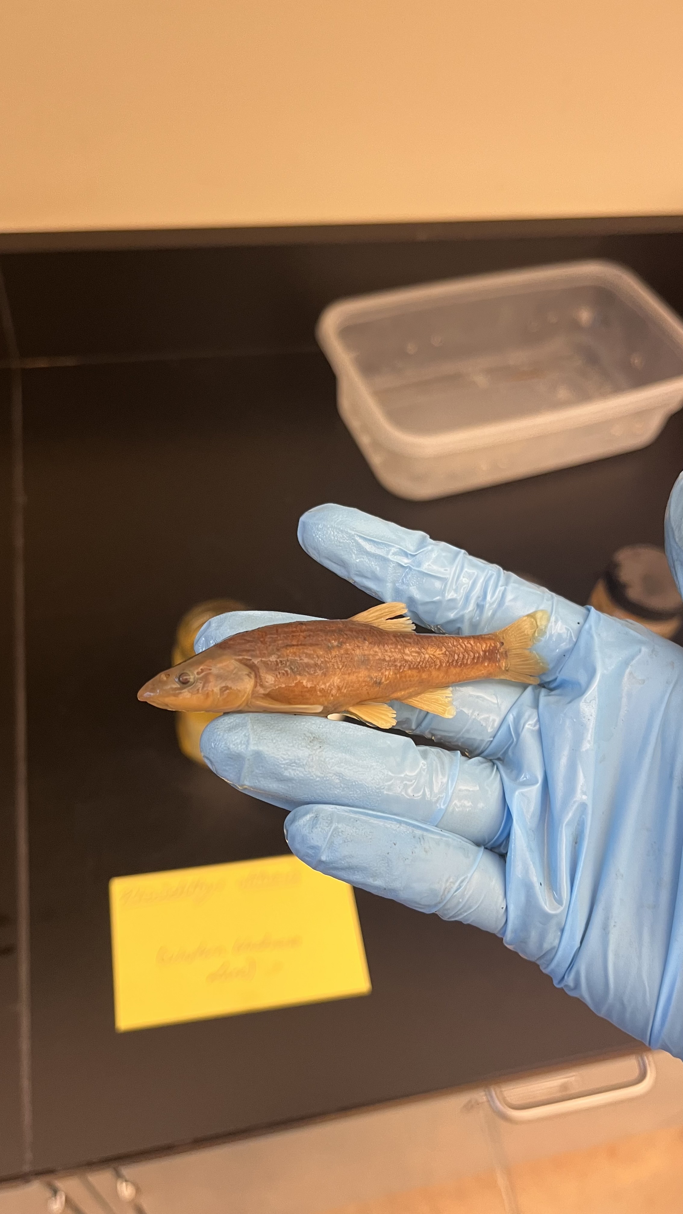 <p>Western Blacknose Dace</p>