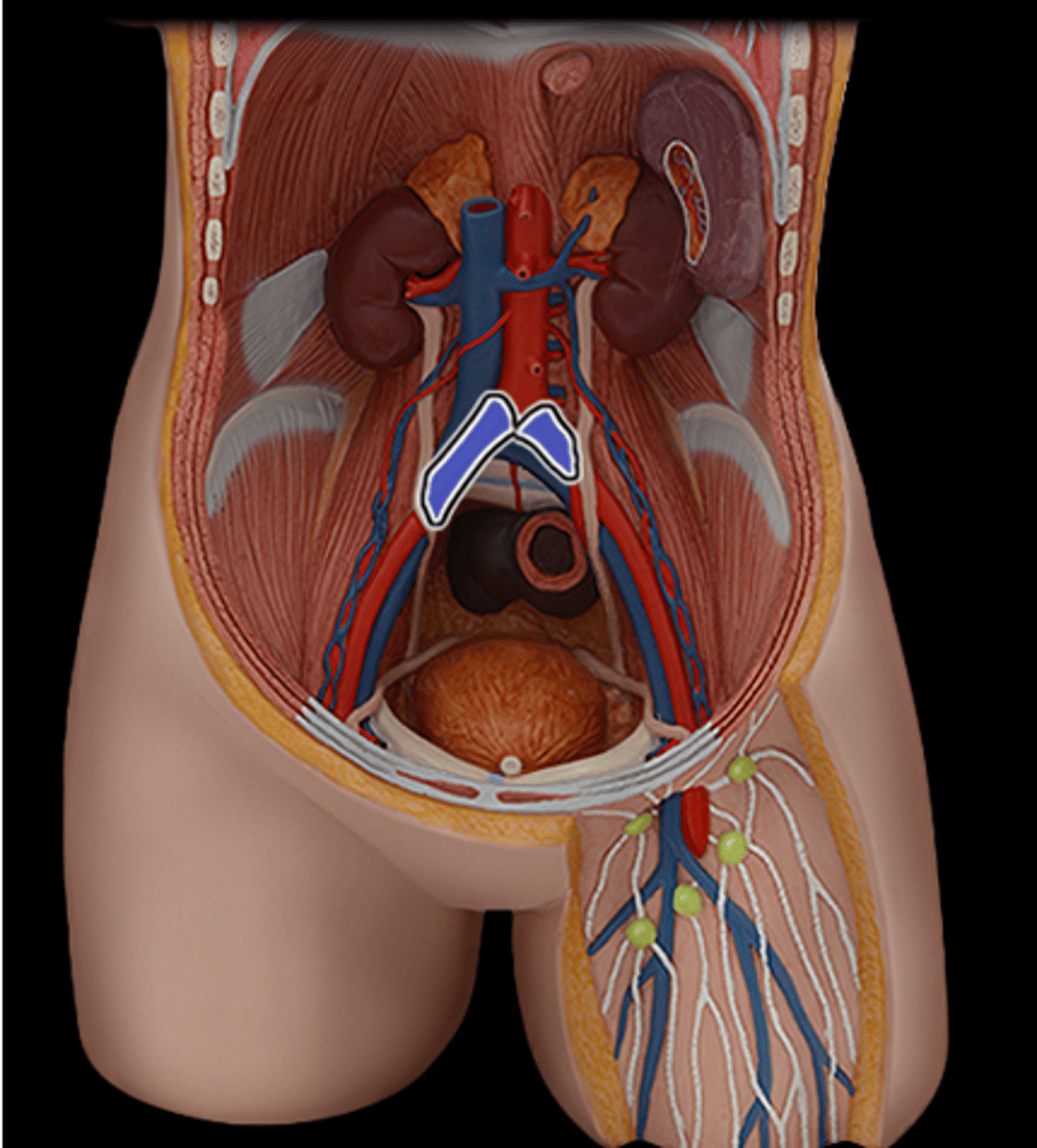 knowt flashcard image
