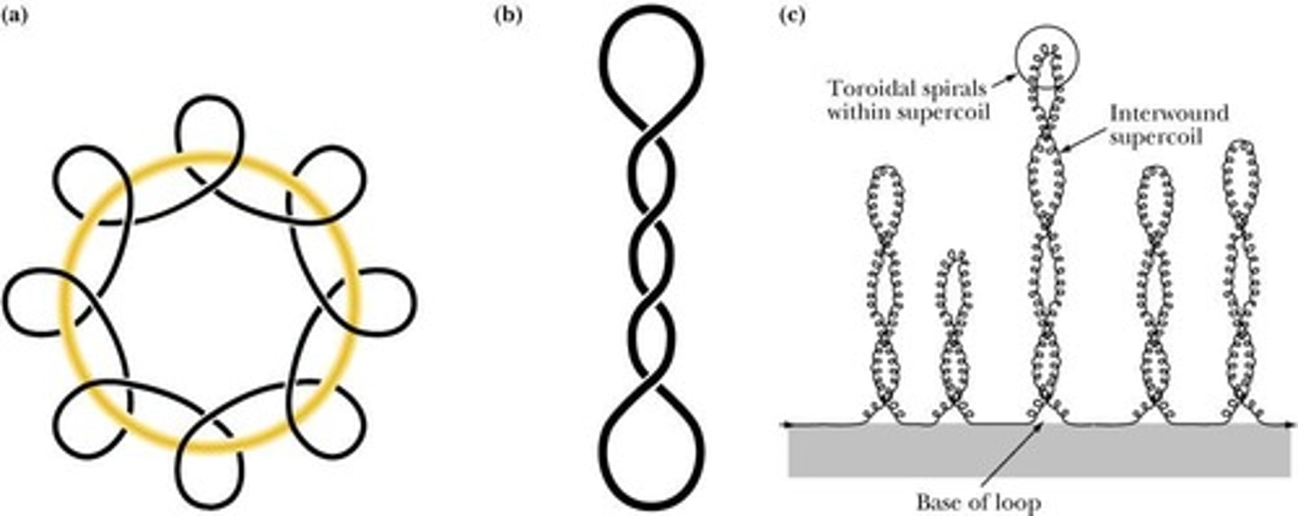 <p>Circular DNA with altered helical turns.</p>