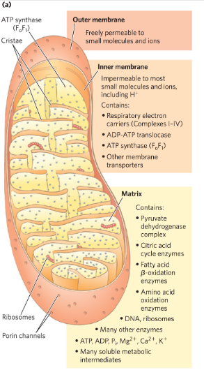 <p>e transfer reaction in mitochondrion</p><p>-outer mm-pores→ free diffusion of small molecules</p><p>inner mm -tight→ no free passage</p><p>e transfer between e carriers</p>