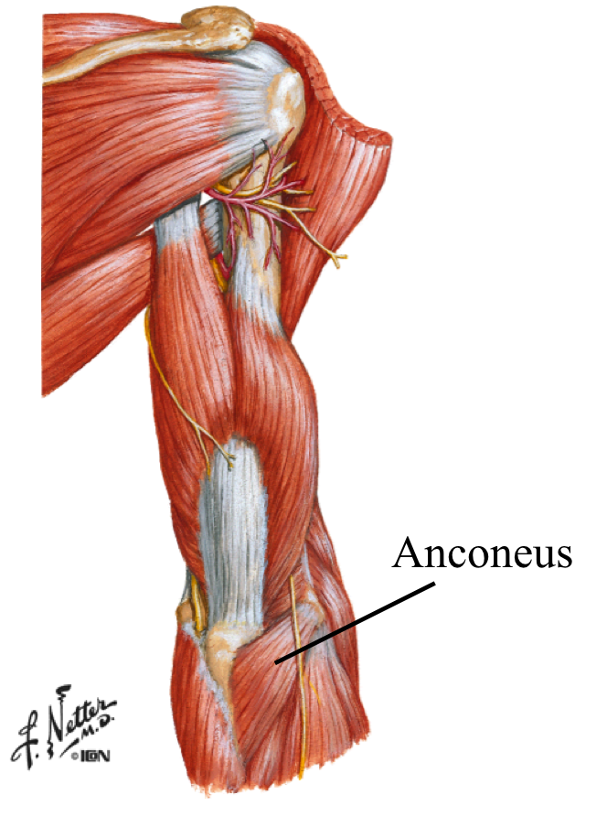 <p><strong>origin:</strong> posterior lateral epicondyle of humerus</p><p><strong>insertion:</strong> lateral surface of olecranon and superior part of posterior surface of ulna</p><p><strong>innervation: </strong>radial nerve (C7-T1)</p><p><strong>action:</strong> -assists triceps in extending forearm</p><p>-stabilizes elbow joint </p><p>-abducts ulna during pronation</p>