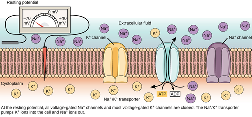 ”Resting potential” is the name for the difference in electrical charge across a neuron cell membrane when it is not actively sending an impulse.  A neuron at rest is negatively charged, meaning there is a higher concentration of cations outside the cell relative to inside the cell.